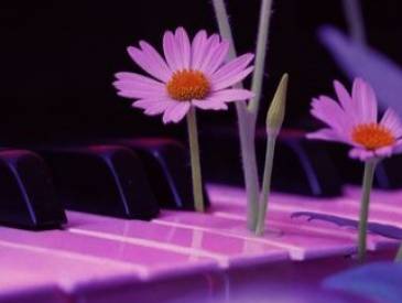 Eine Nacht in Venedig: Comedian 5a7975f5