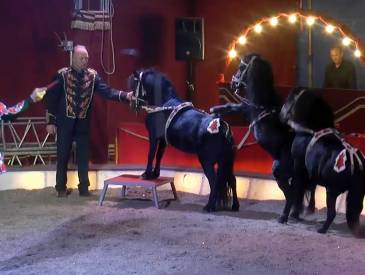 Zauber der Manege: Zirkus Talk 2d2ae961