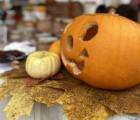 Kürbis- und Halloweenmarkt: Csm Img 1796 1697889634 79c3d537b0 547c60eb