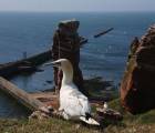 Helgoland - Mehr als ein Shopping-Paradies: Helgoland 1fa3b9df