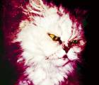 Katzenjammer: Katzenjammer Vh Ffbd8b1e