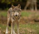 Wolfsnacht: Wolfsnacht F771359f