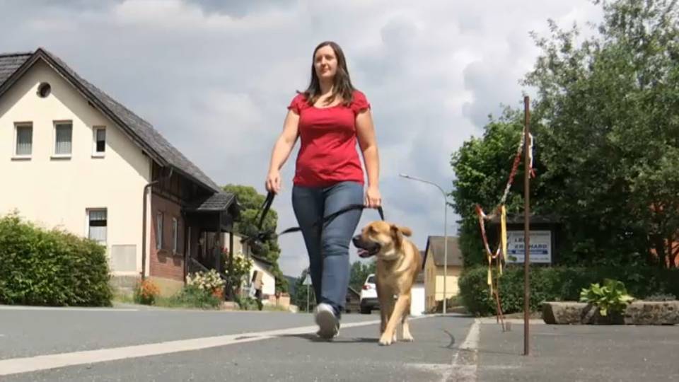 Hunde an die Leine: Hunde Clip A5f6959f