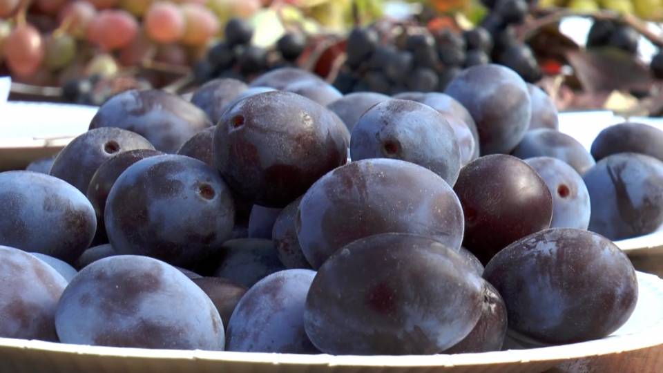 Herbstliche Naschereien: Obstgarten Lra 010e141e