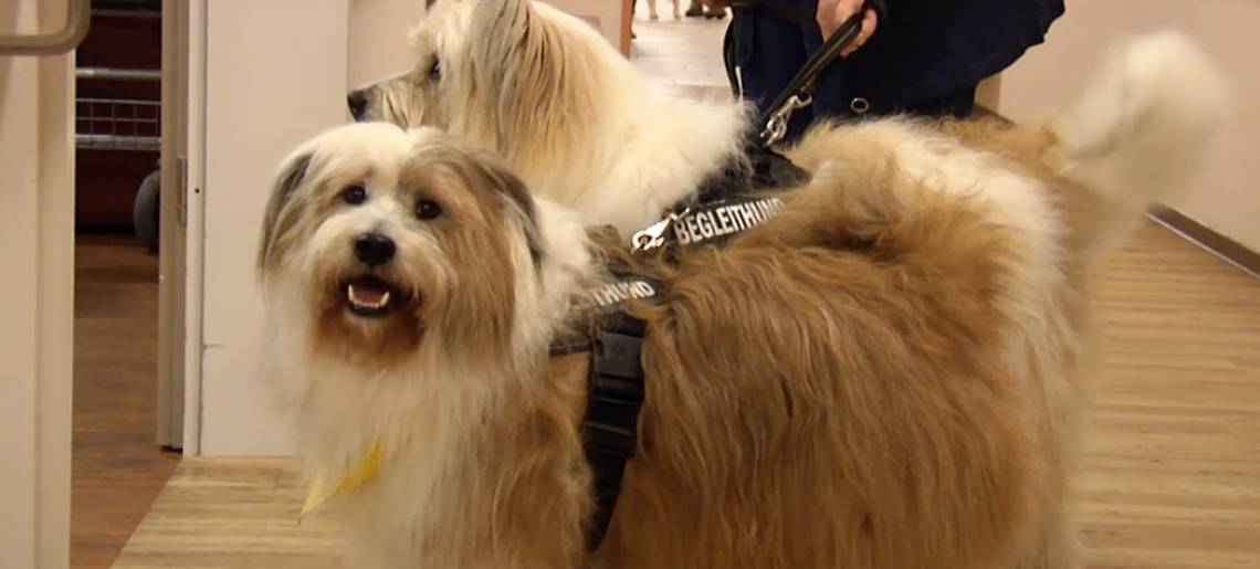 Therapeuten auf vier Beinen: Besuchshunde Nec 98184cb2