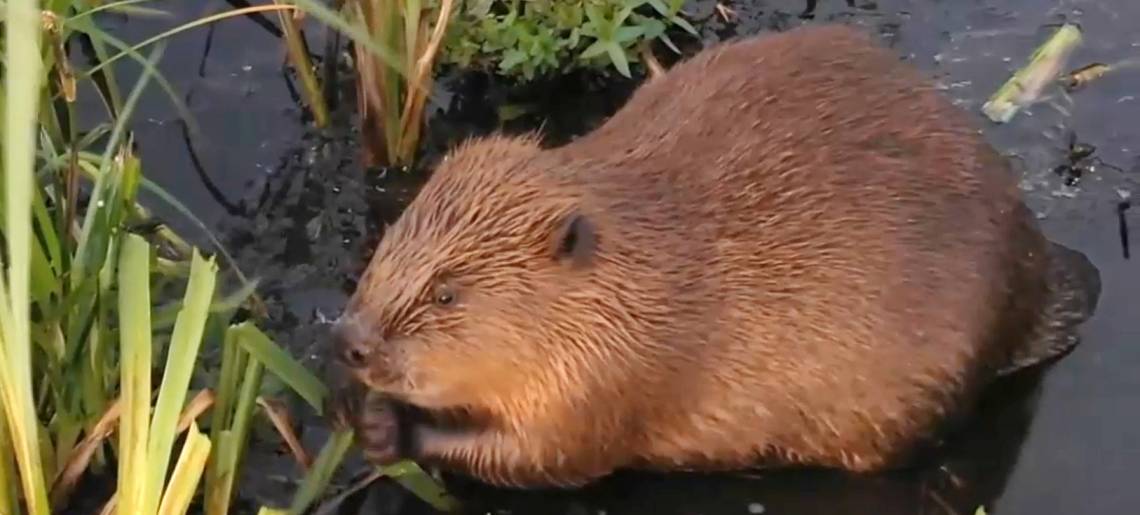 Rödenauen als Revier: Biber Clip D86d58d6