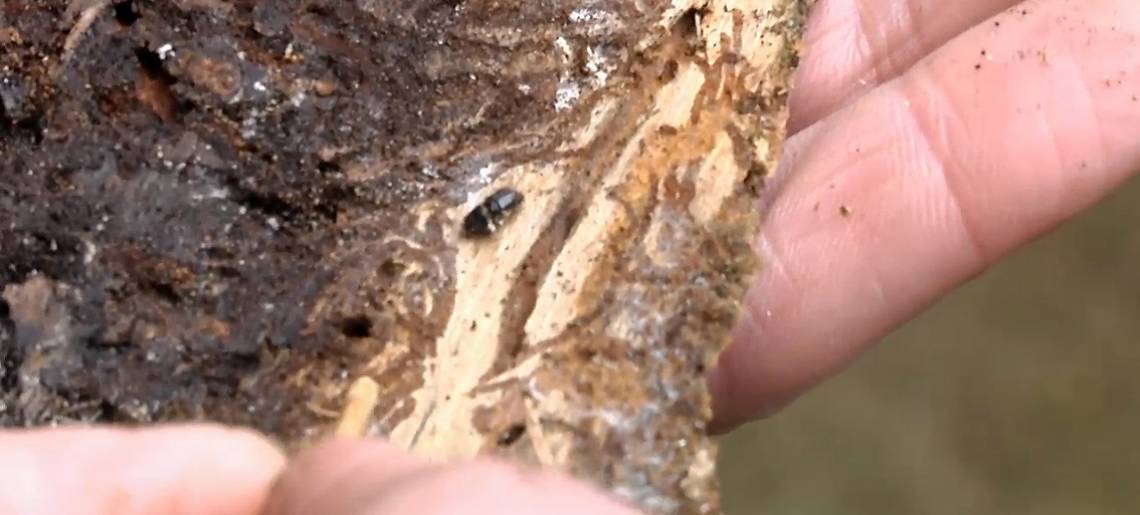 Gefährlicher Käfer: Borkenkaefer Clip 190d5674