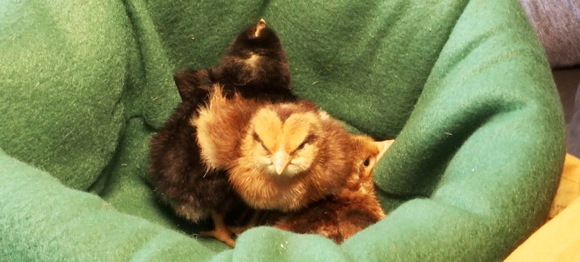 Küken im Klassenzimmer: Kueken Clip 46ad2312