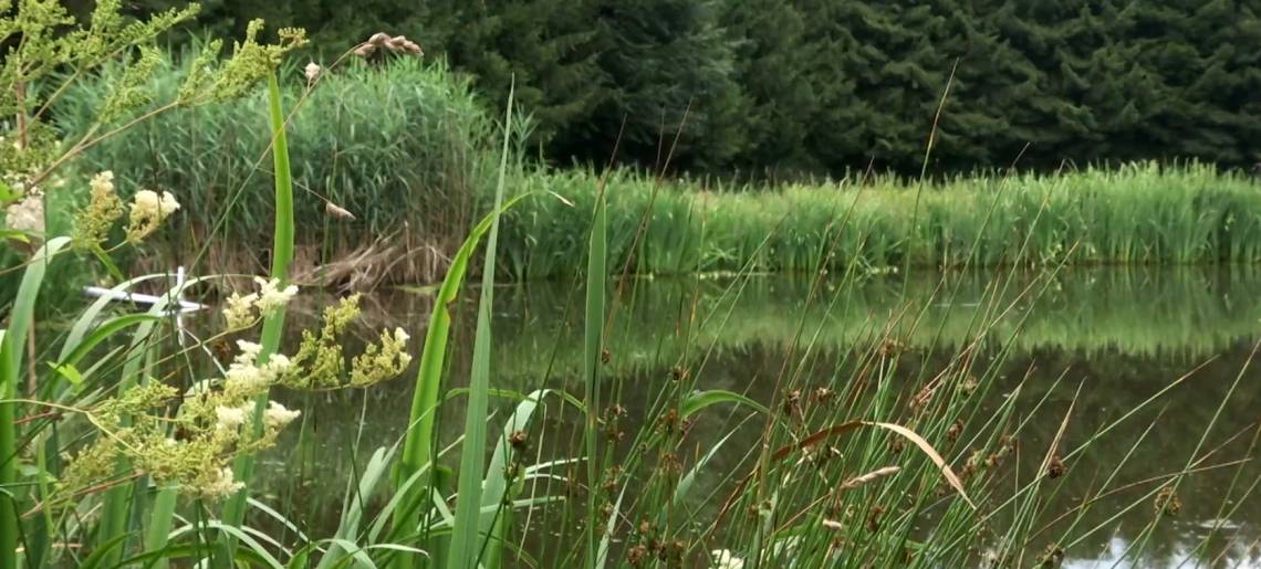 Teich als Kulturgut: Teich Clip 613d3f9d